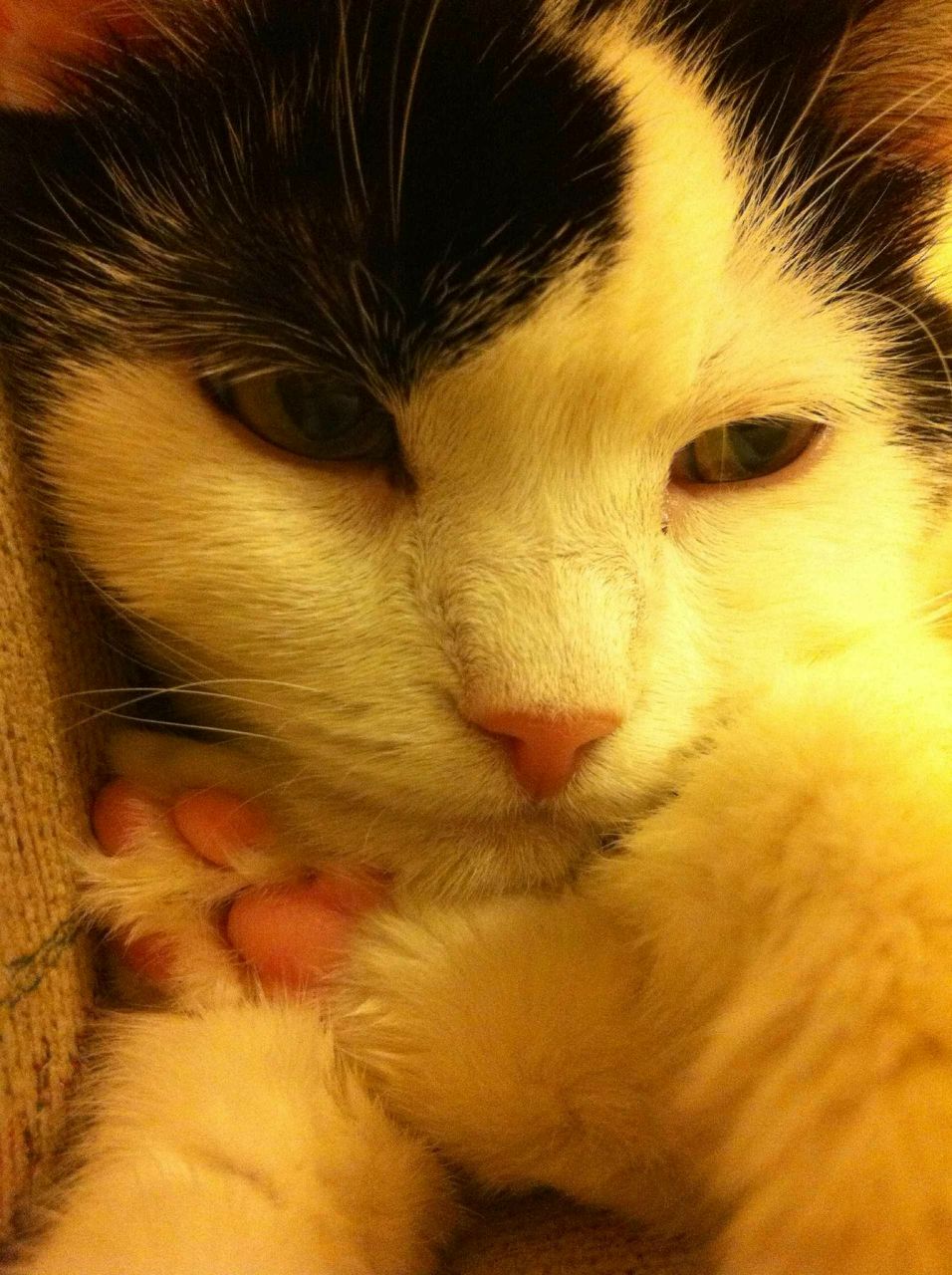 Дарья Дмитровская | 