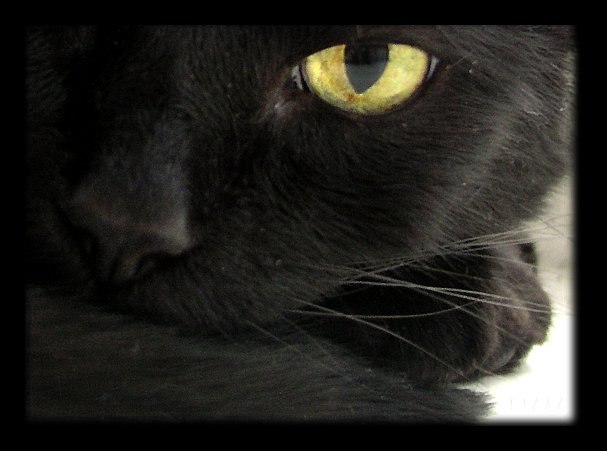 Виктория Емельянова ~♀~ | Санкт-Петербург