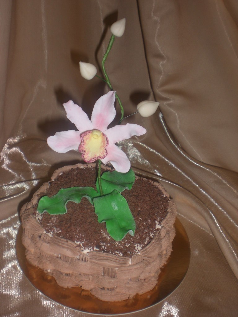 Анастасия Кизимова | Каменское / Днепродзержинск