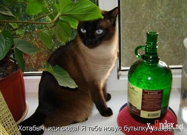 Дмитрий Стряпчий | Владимир