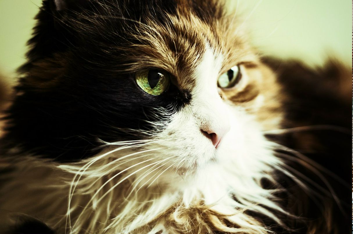 Александр Tugolukov | Санкт-Петербург