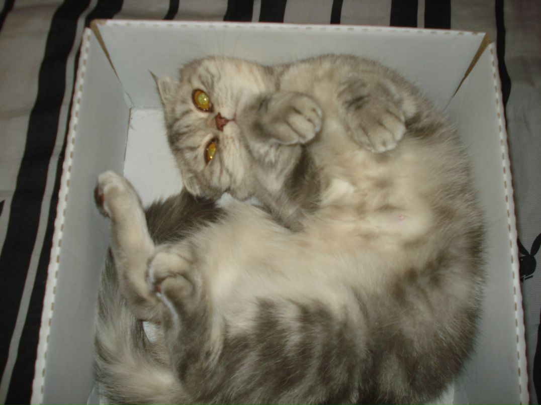 Игорь Байгарин KAIOT | Санкт-Петербург