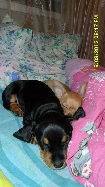 №53, Олеся Семакова, Северодвинск №53, Олеся Семакова, Северодвинск