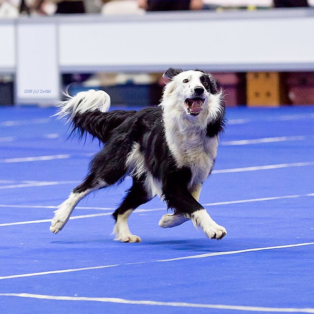 Галина Чоговадзе | Москва