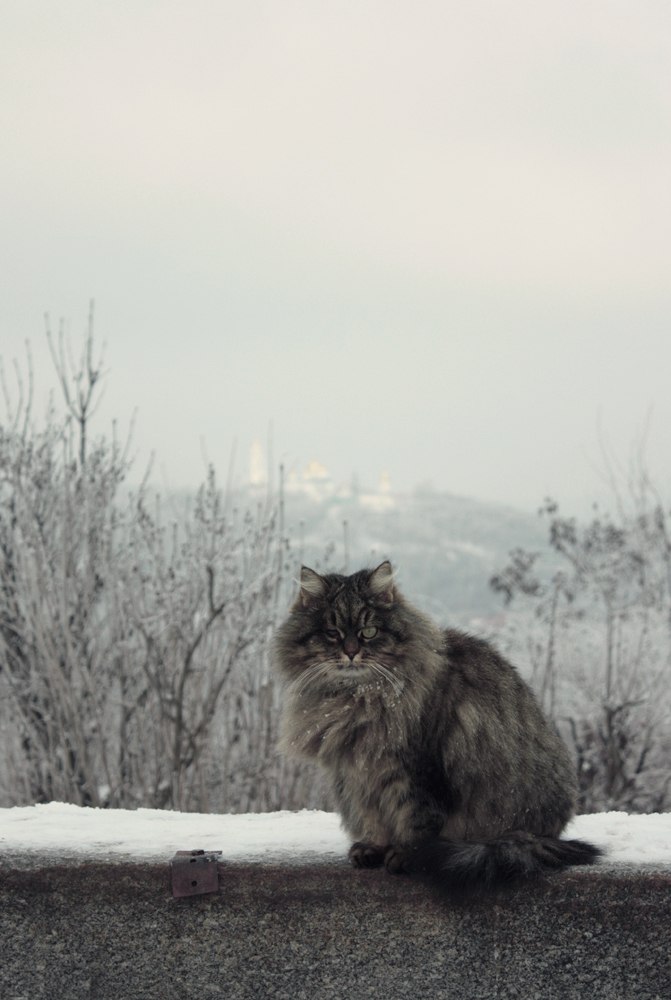 Мария Меланхоль | Киев