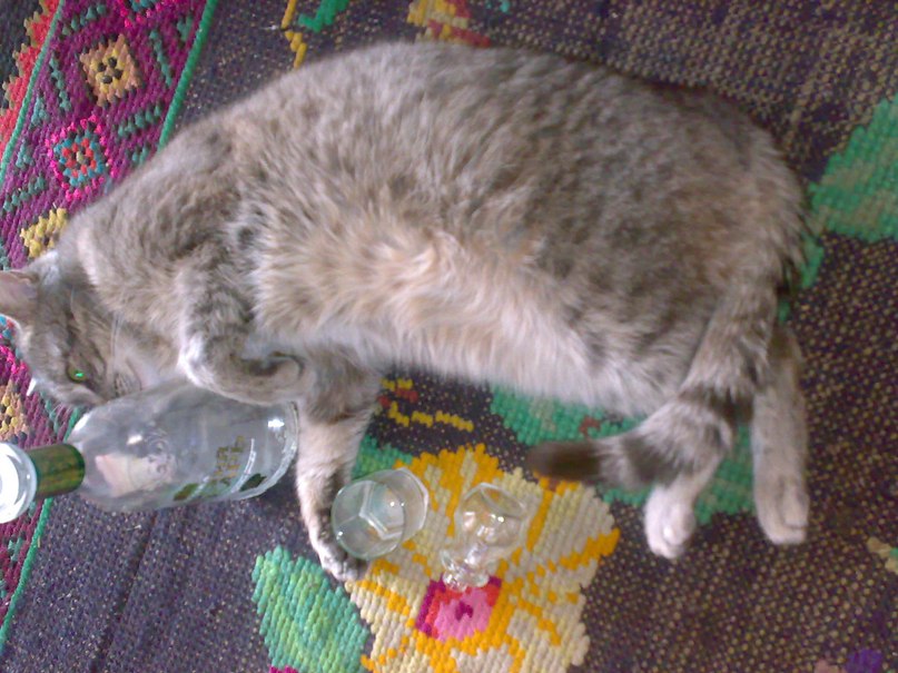 Дмитрий Бредихин | Черепаново