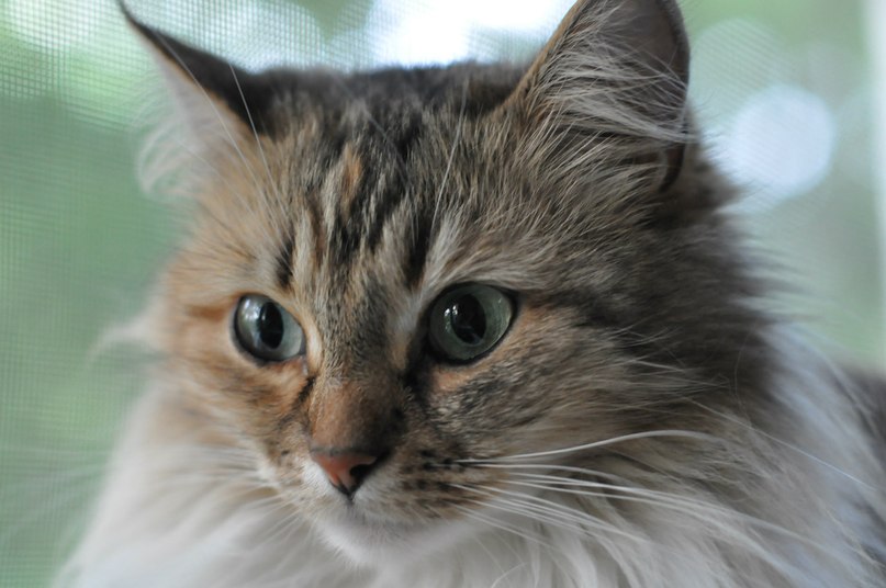 Алексей Шаталов Григорьевич | Москва