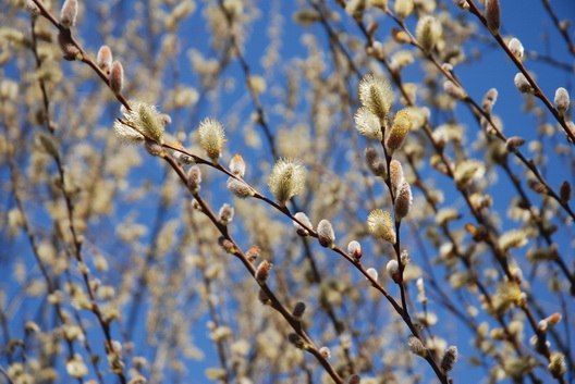 Елена Данько | Москва