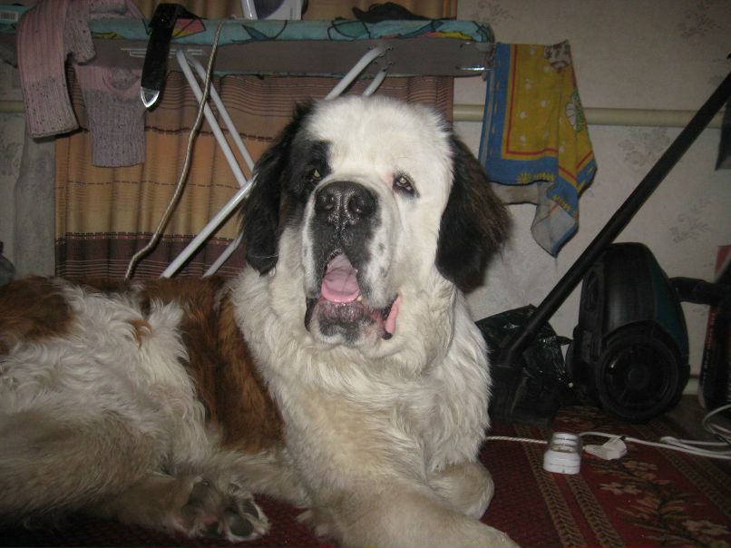 Ванек Петрикей | Чернигов