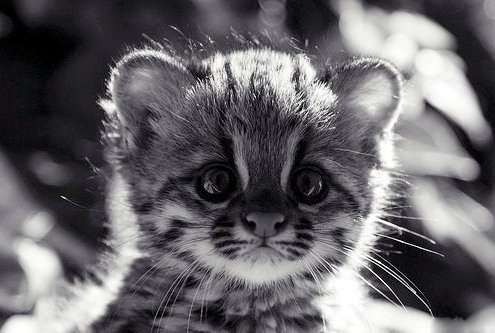 Катерина Сілкіна | 