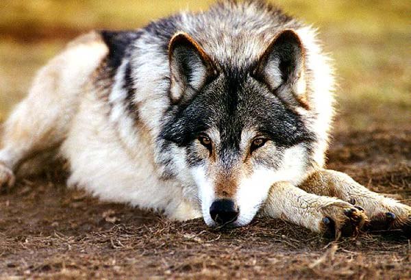 Игорь Чирков | Санкт-Петербург