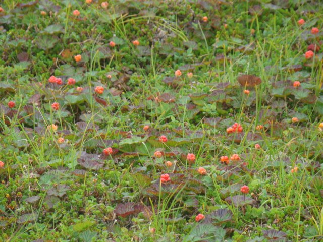 Анна Батаева | Санкт-Петербург