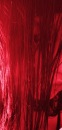 Фотография Red Rose