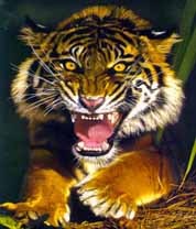 Танюша Морозова