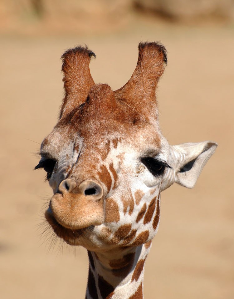 Виктория Попова | 