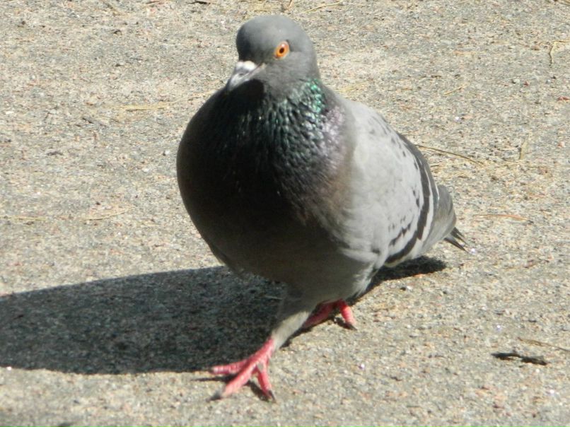 Алина Гречишникова | Воронеж