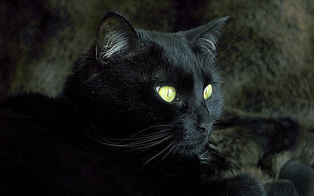 Елена Демидова | Москва