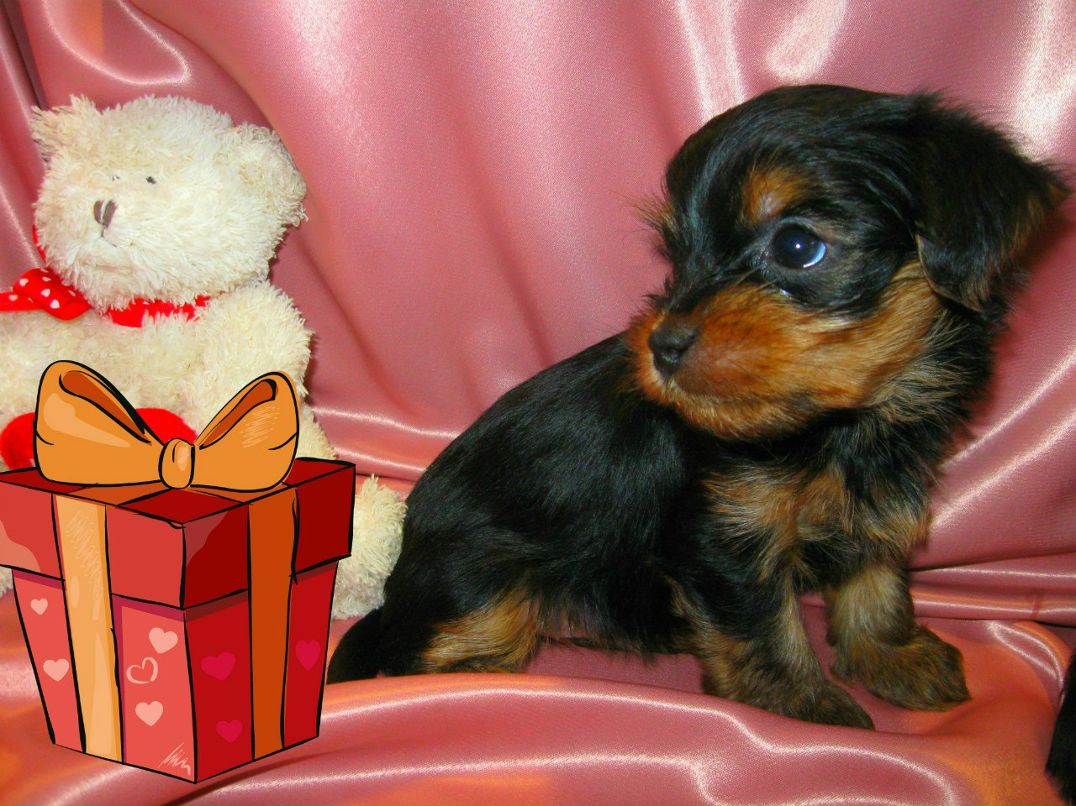 Ирина Скоробогатько | Киев