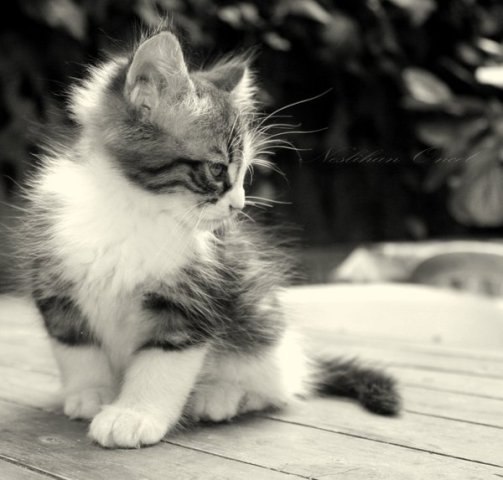 №8, Ксения Федоренко, Санкт-Петербург №8, Ксения Федоренко, Санкт-Петербург