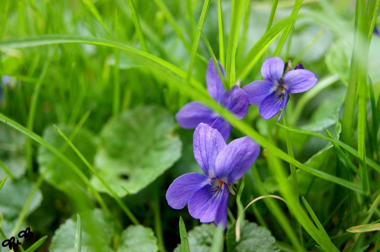 Роберт Боднар | Ужгород