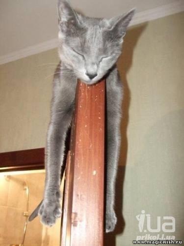 Анна Шестова | Донецк