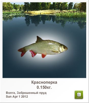 Николай Семенов | Санкт-Петербург
