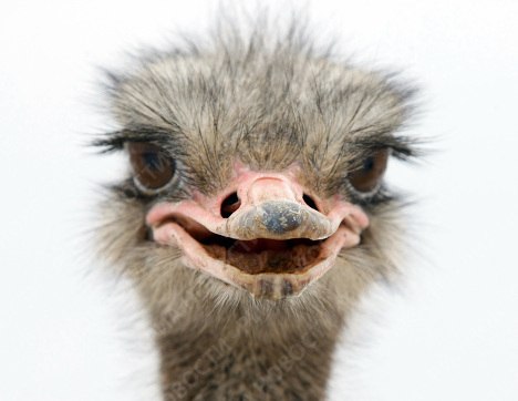 Машулька Телишевская | Quito