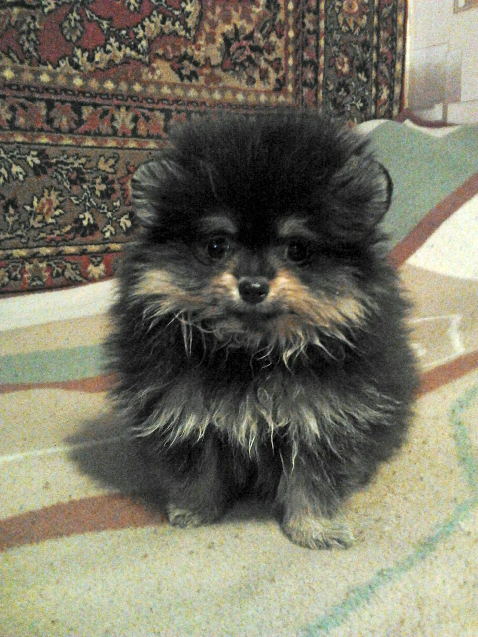 Елена Кузнецова | Щелково