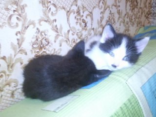 Елена Галибова | Вологда