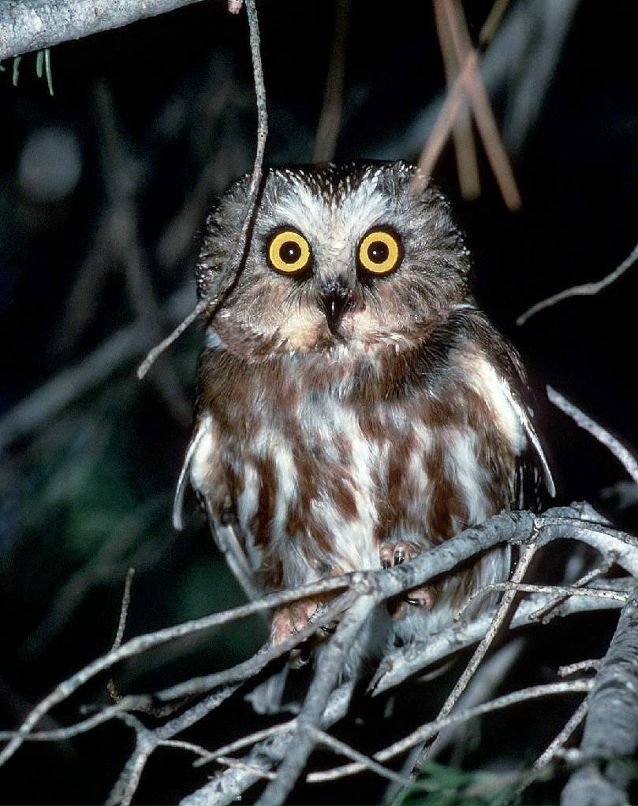 Fred Handogin Velz | Красноярск