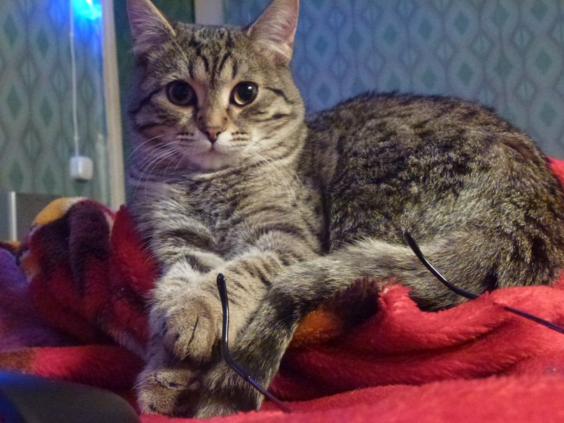 Олег Стародубцев | Ковров