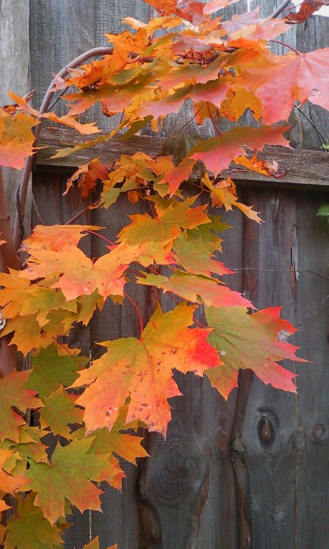 Лариса Перевезенцева | Самара