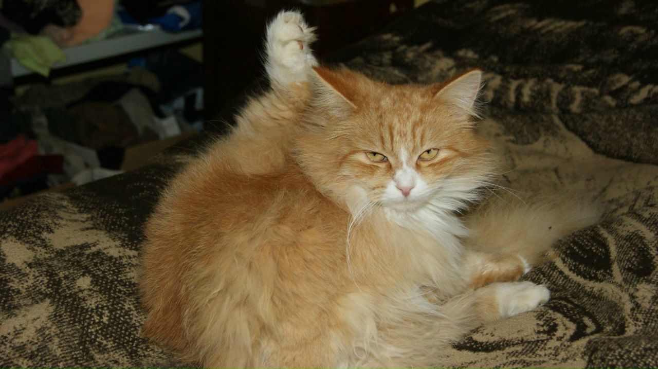 Елена Сайчук | Москва