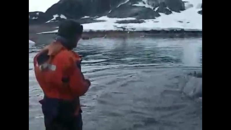 Powerboat Training UK Elephant Seal and