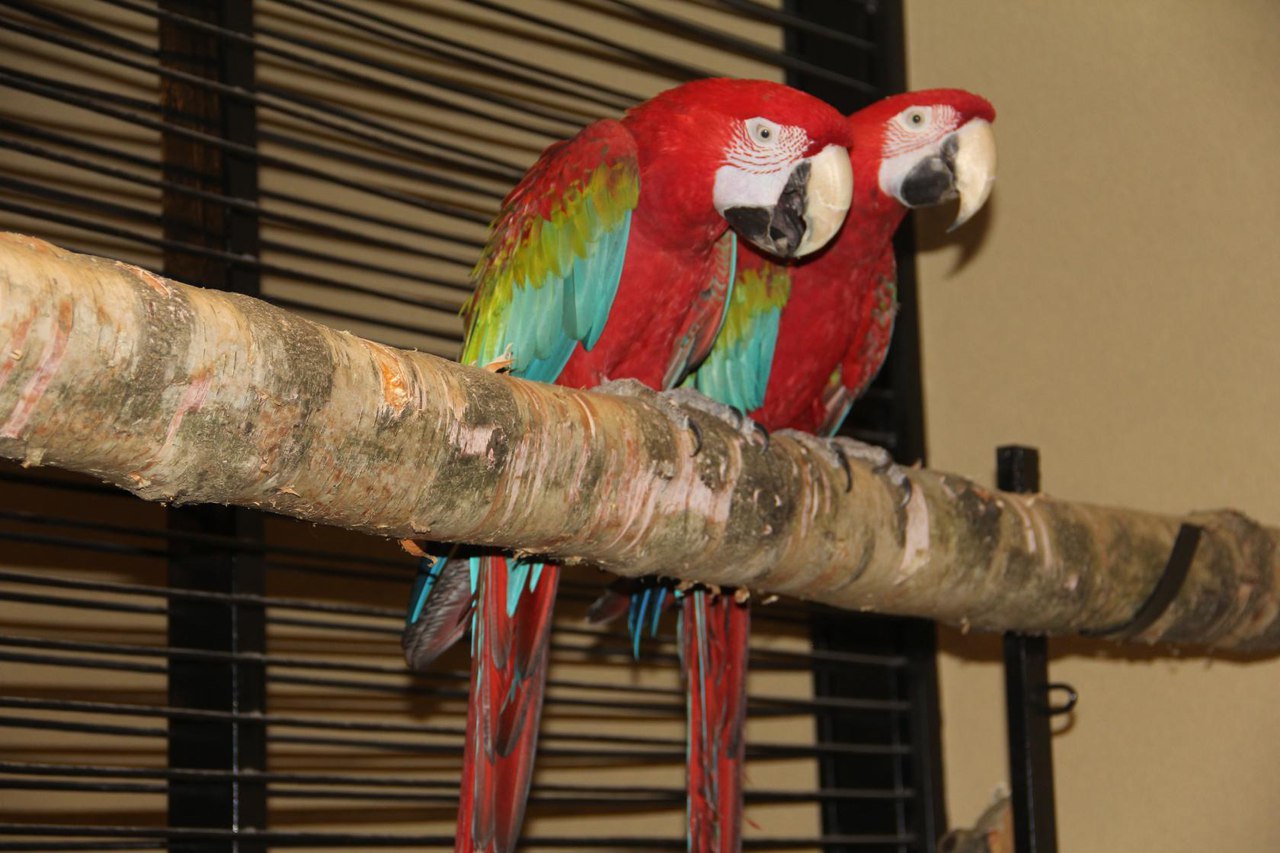 красноспинный ара. ара (род). 38 попугаев удав союзмультфильм. тридцать попугая. игрушки для попугайчиков.