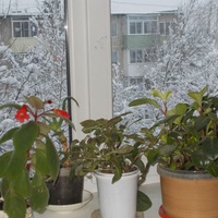 Ольга Сорокина