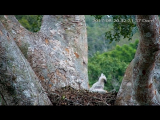 HarpyCam #15 Playful Harpy Chick with butterfly