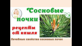 Как я использую сосновые почки. Любимые рецепты