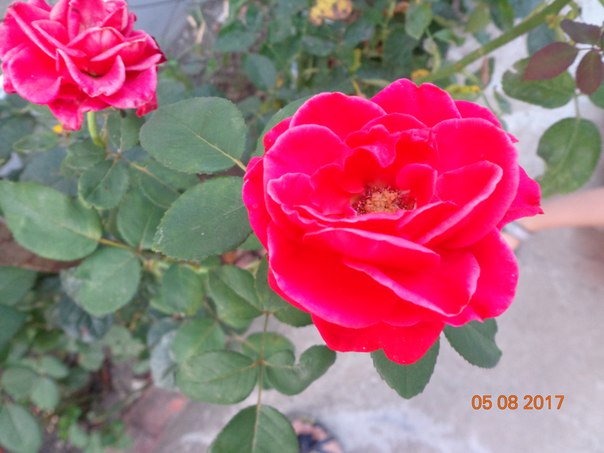 Ната Работа, Россия, Краснодар