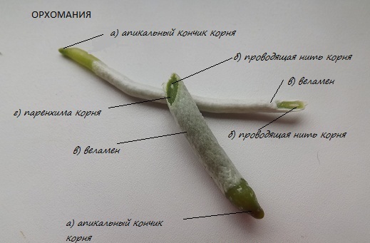Строение корня фвленопсиса. Фото из интернета