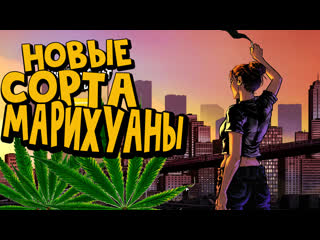 Прохождение Weedcraft Inc Gameplay Расширяем Рынок