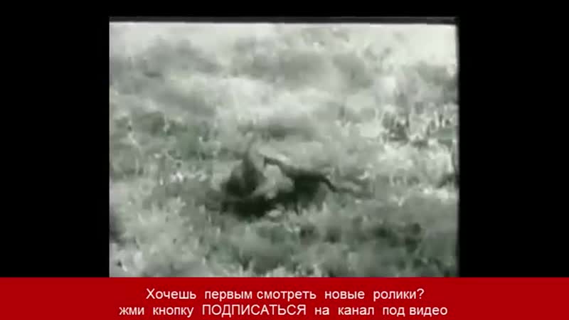 Огромный питон убивает пантеру