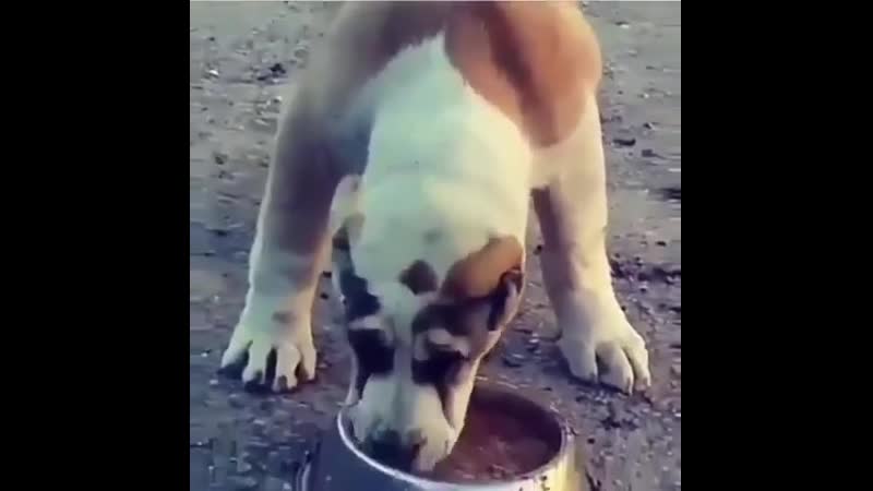 Бұл әлі күшік 😳😍.480.mp4