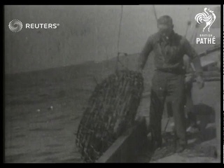 Lobster catch in New South Wales (1936)