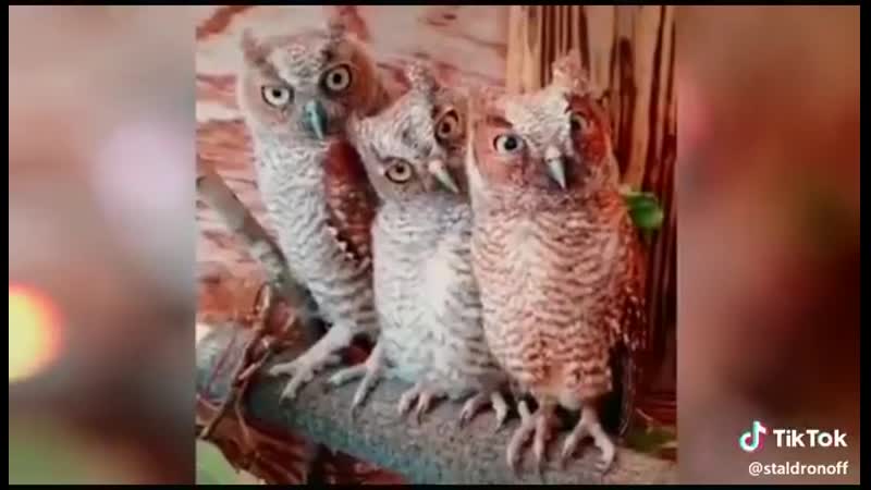 Pani_walewska_qs2ObHI_368p.mp4
