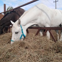 Анна Неустроева | 