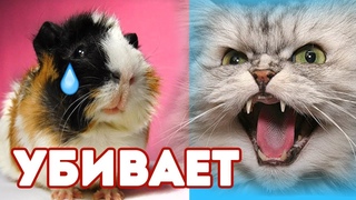 НЕ ДЕЛАЙТЕ ЭТОГО!!! ЧЕМ ОПАСНАЯ ДРУЖБА МОРСКИХ СВИНОК И КОШЕК???