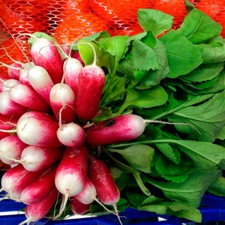 Редис 18. Редис семена. Редис сорт 18 дней. Редис тепличный седек. Гавриш редис 18 дней.