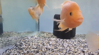 Amphilophus labiatus (Red Devil)