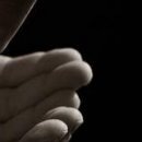 №52, Tigris Angelic, Hasselt №52, Tigris Angelic, Hasselt